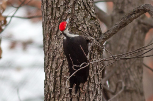 Pileated Woodpecker photographed in Pennsylvania