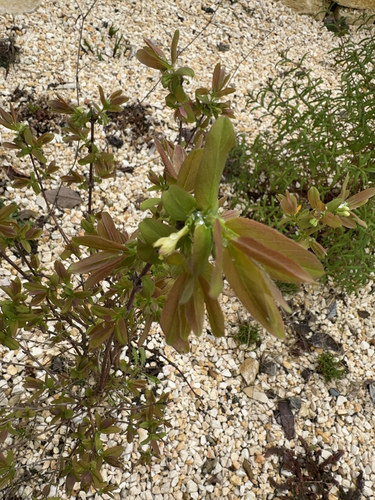 Lonicera caerulea