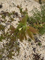 Blaue Heckenkirsche (Lonicera caerulea): Herkunft und Verwendung — Foto 2