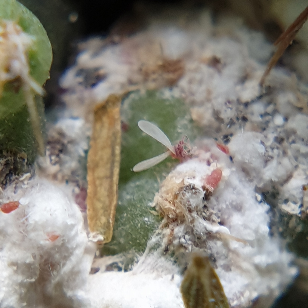 Harrisia Cactus Mealybug