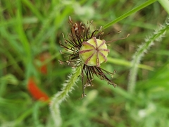 Papaver rhoeas