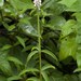 Coleus adenanthus - Photo (c) S.MORE, algunos derechos reservados (CC BY-NC)