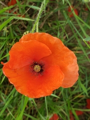 Papaver rhoeas