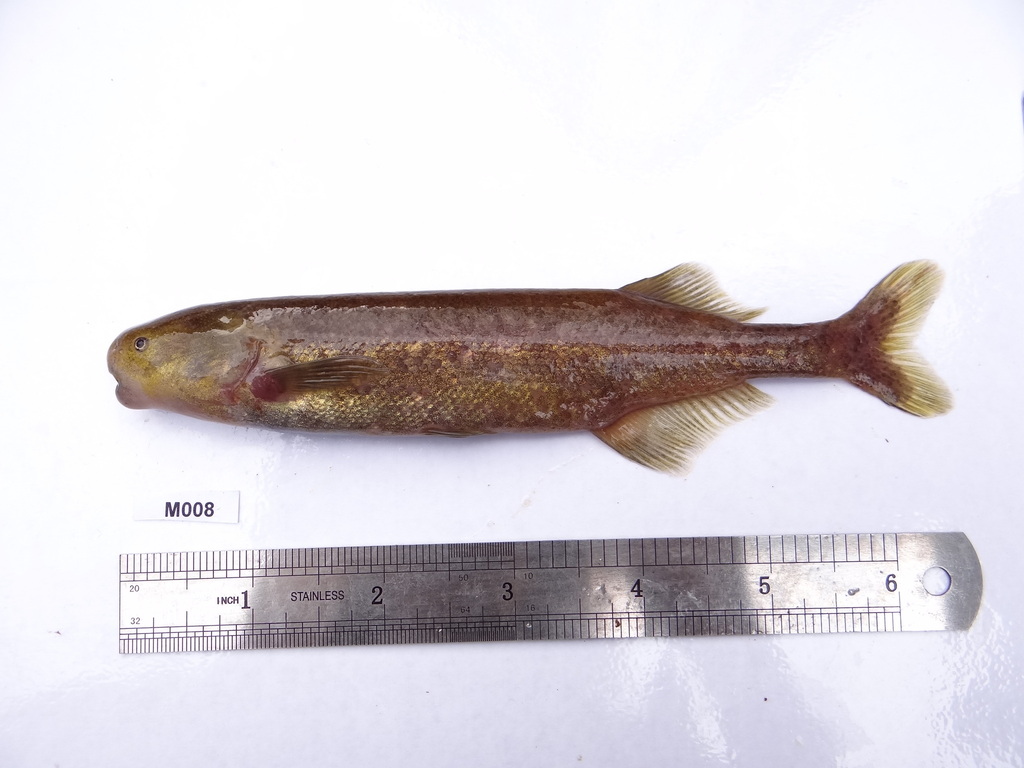 Bates's stonebasher (Paramormyrops batesii) — Mormyridae