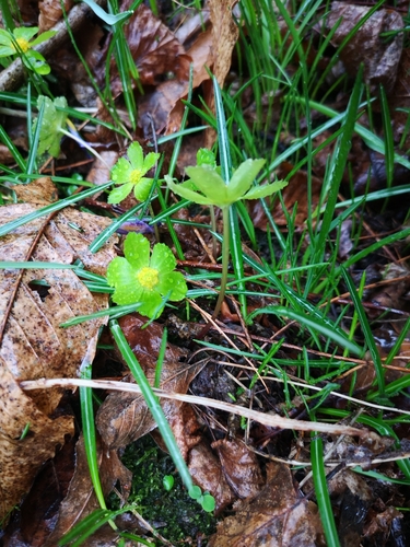 Image of Sanicula epipactis by (c) olrett, some rights reserved (CC BY)