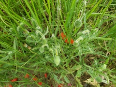 Papaver rhoeas
