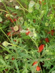 Papaver rhoeas
