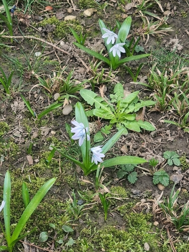 Scilla mischtschenkoana