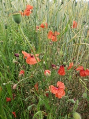 Papaver rhoeas