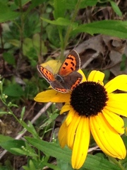 Lycaena phlaeas hypophlaeas