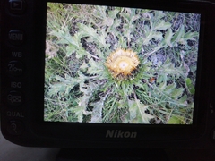 Carlina acanthifolia