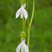 Long-tailed Habenaria - Photo (c) S.MORE, some rights reserved (CC BY-NC), uploaded by S.MORE