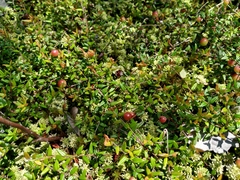 Vaccinium microcarpum