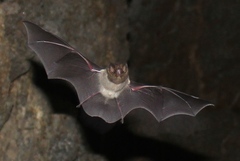 Amorphochilus schnablii