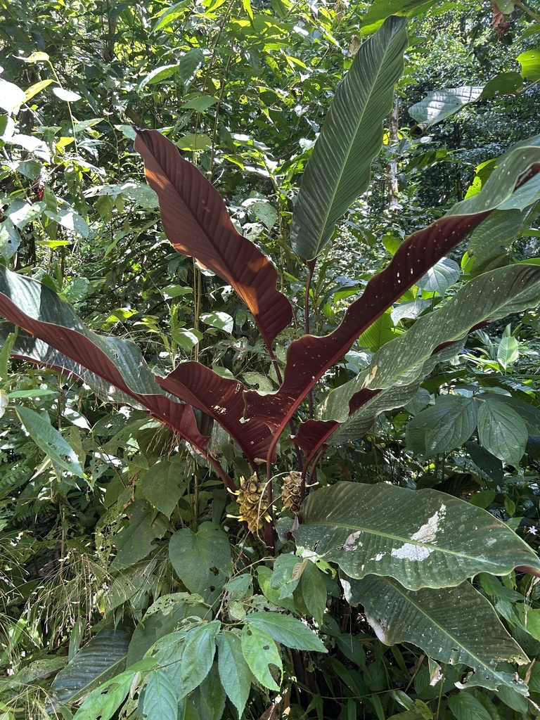 Goeppertia vinosa