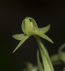 Habenaria furcifera