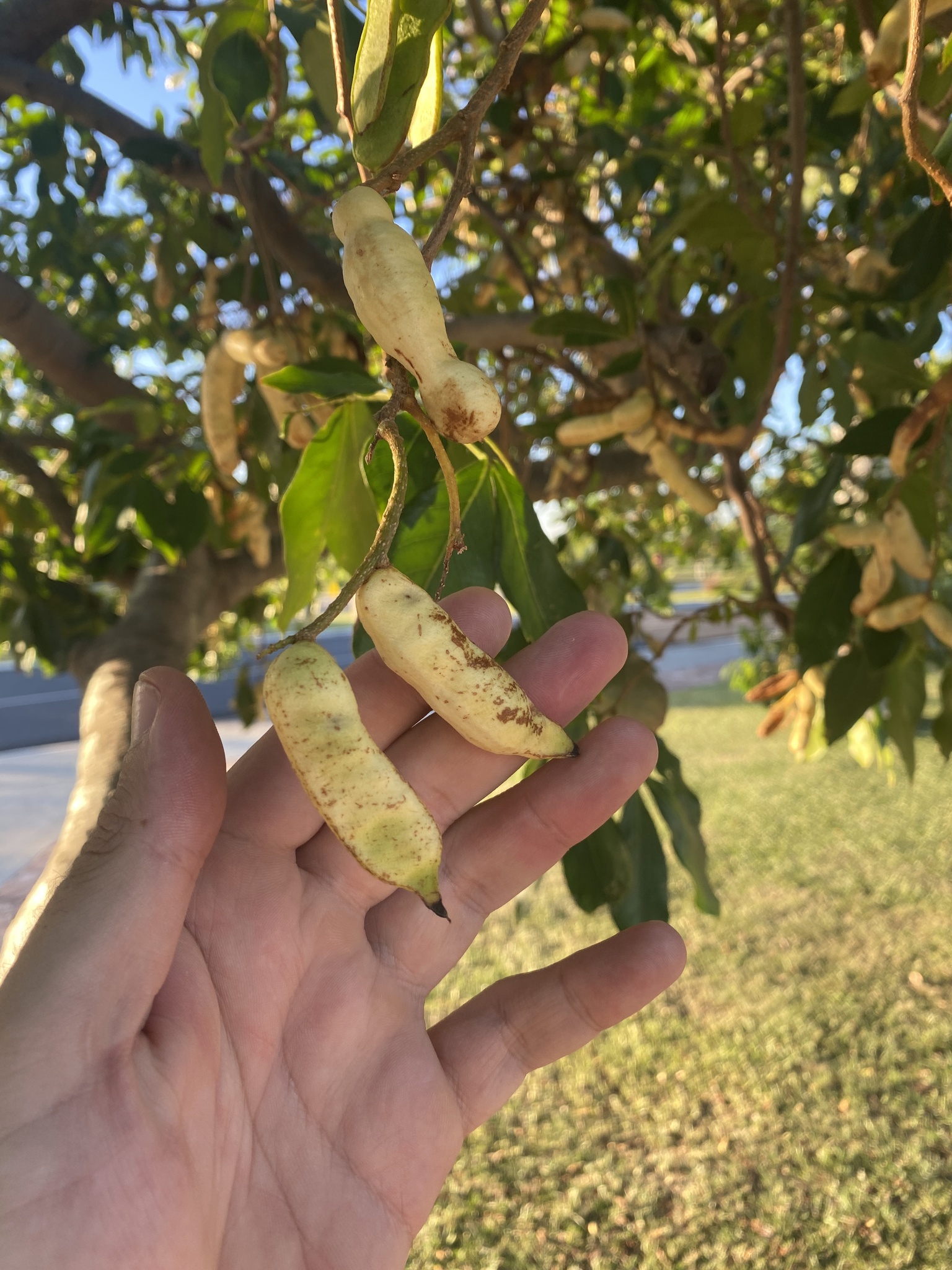 Imagem de Ingá do mato