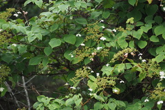 Hydrangea petiolaris