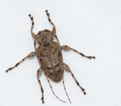 Leptostylopsis terraecolor