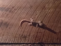 Hemidactylus parvimaculatus