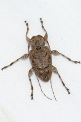 Leptostylopsis terraecolor