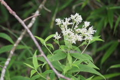 Eupatorium makinoi