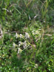 Ostericum maximowiczii