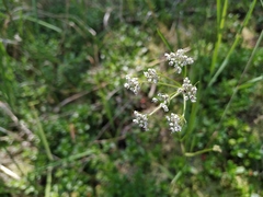 Ostericum maximowiczii