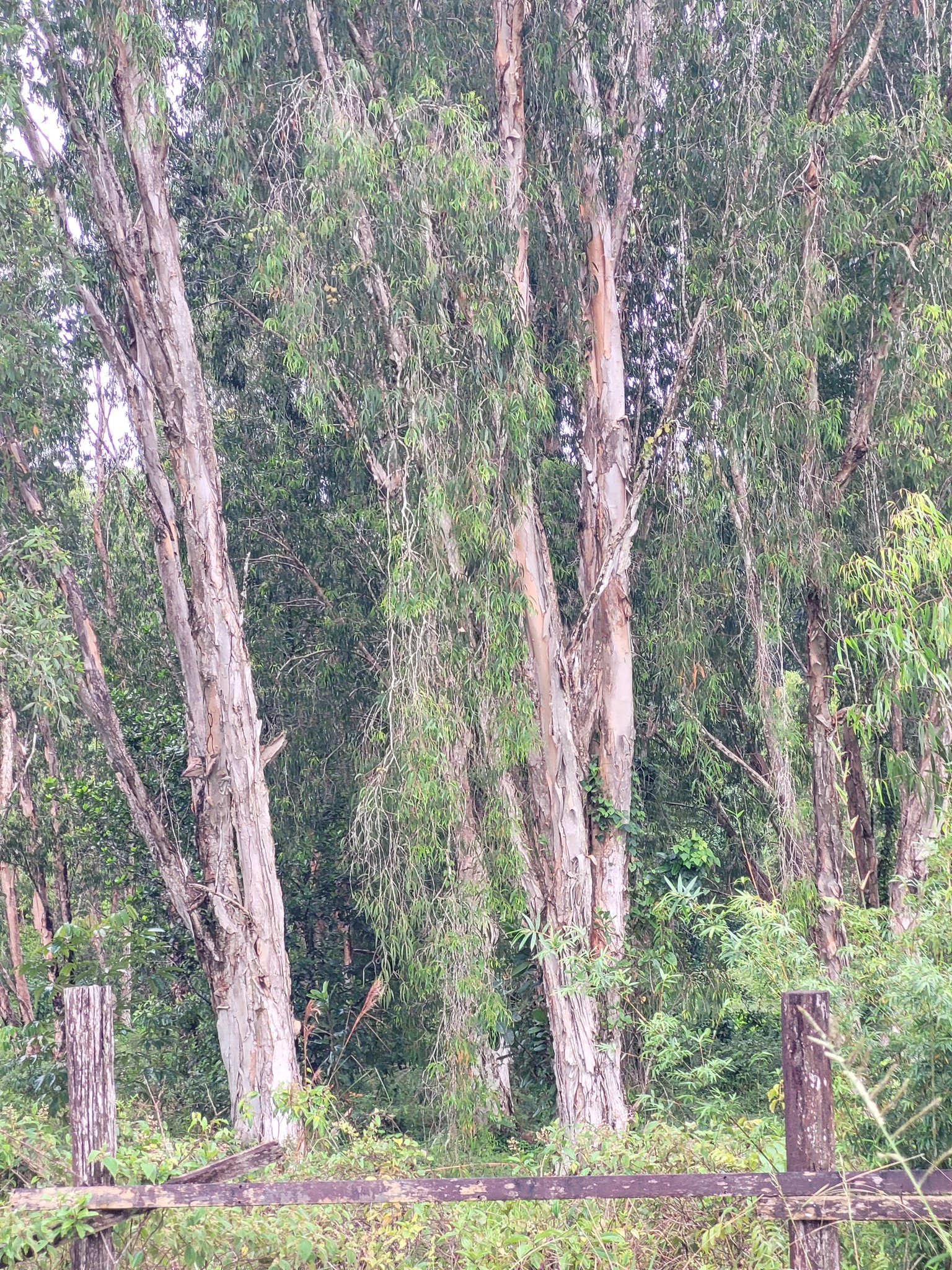 Imagem de Cajueiro-bravo