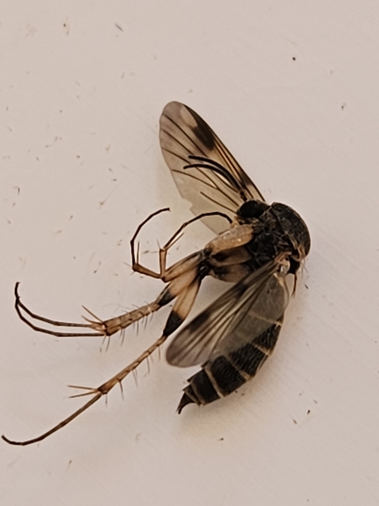 Dynatosoma reciprocum