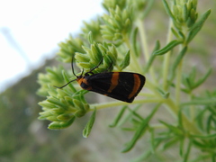 Eudesmia cypris