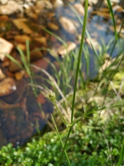 Ostericum maximowiczii