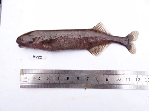 Bates's stonebasher (Paramormyrops batesii) — Mormyridae — 2