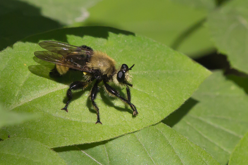Boreal Laphria photo 4