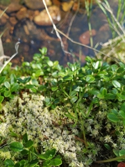 Ostericum maximowiczii