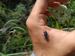 Trichodes ircutensis