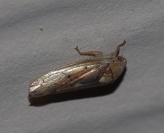 Ponana quadralaba