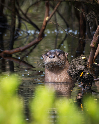 チリカワウソ