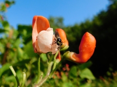 Cerotainia