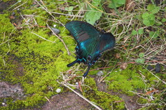 Papilio maackii