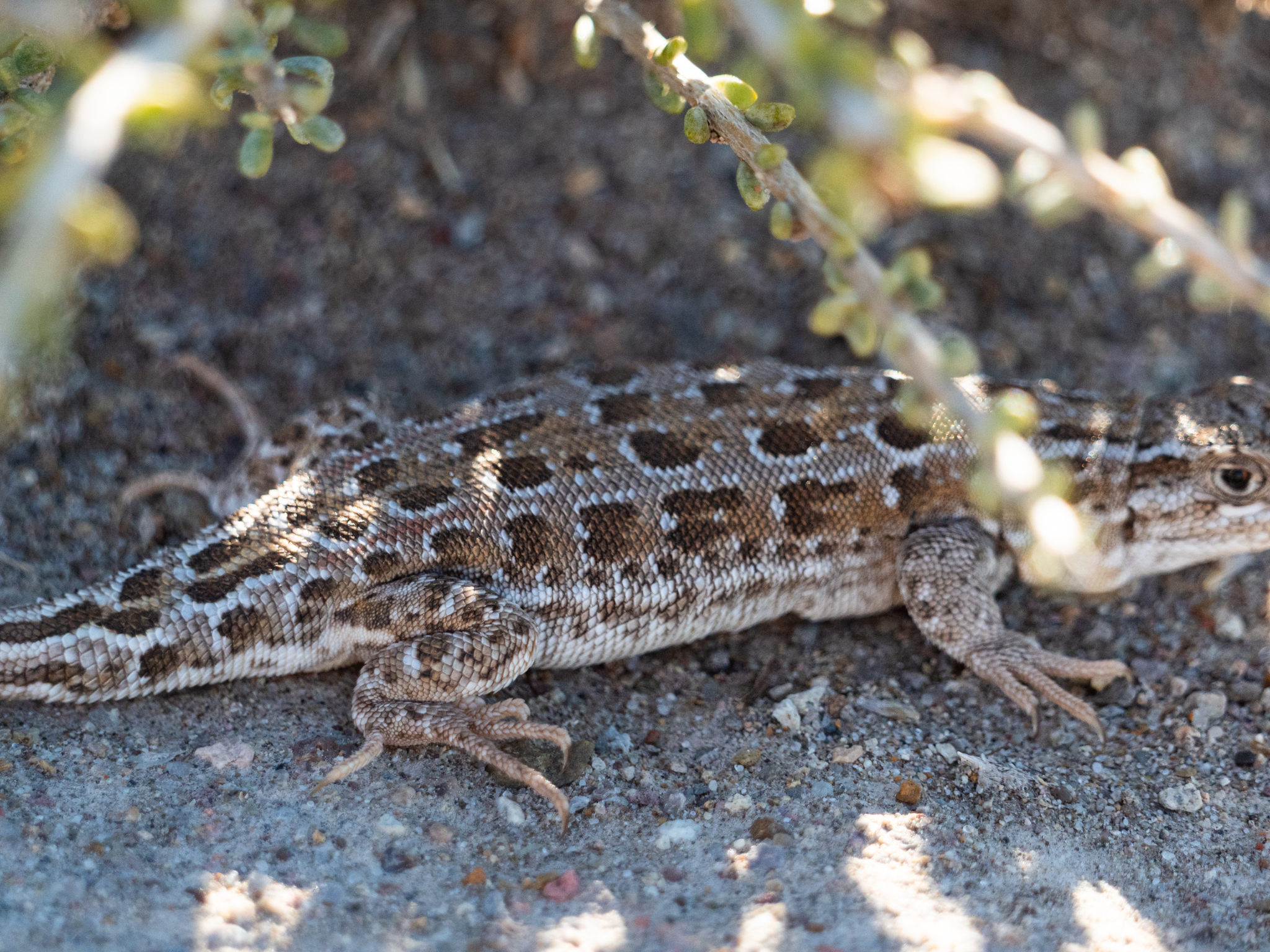 Boulenger's Tree Iguana photo 5
