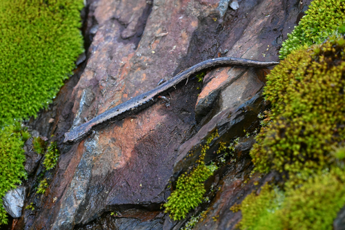 Fairview Slender Salamander, Batrachoseps bramei