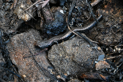 Kern Canyon Slender Salamander, Batrachoseps simatus