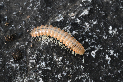 Motyxia porrecta