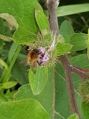 Bombus