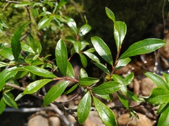 Salix divaricata