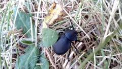 Timarcha tenebricosa
