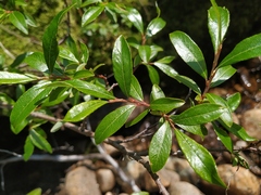 Salix divaricata