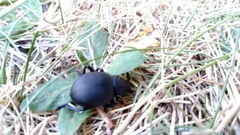 Timarcha tenebricosa