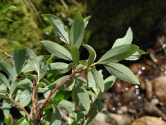 Salix divaricata